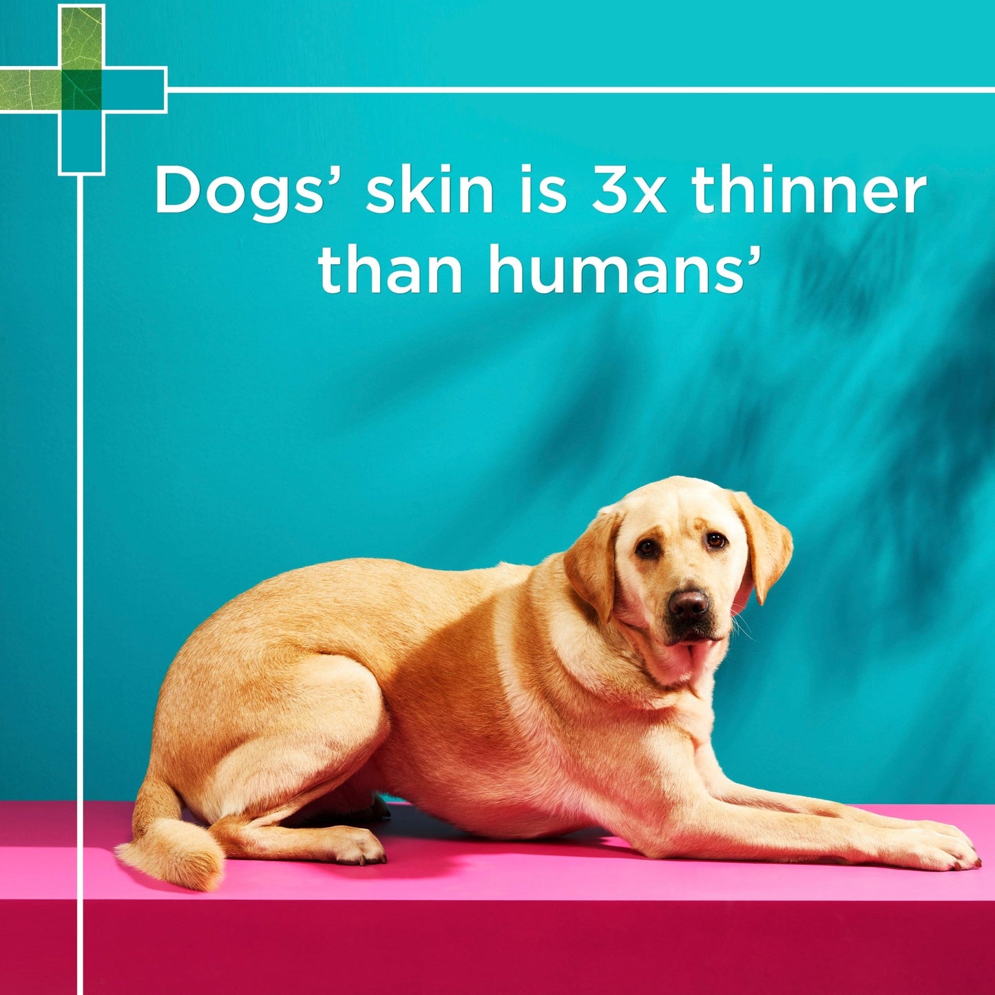 PAW 2 in 1 Conditioning Dog Shampoo - PetPost Australia