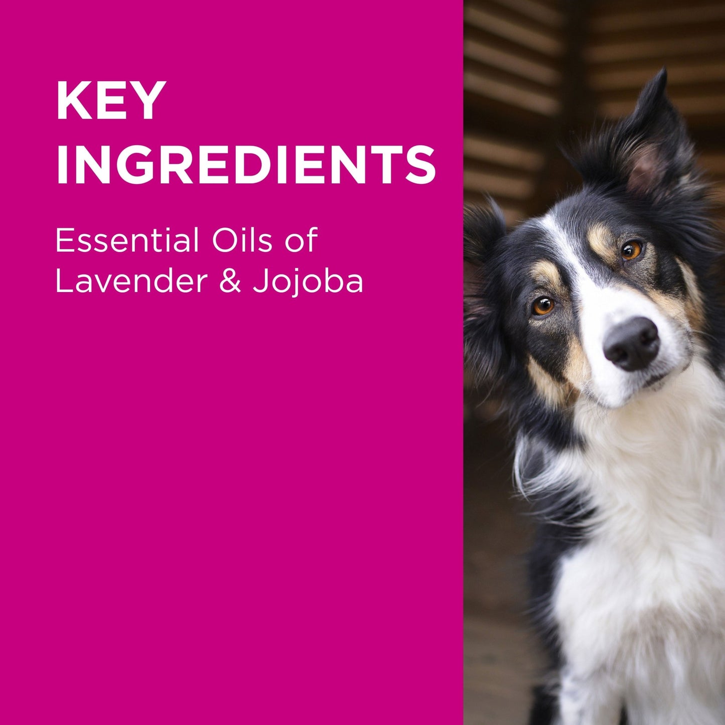 PAW 2 in 1 Conditioning Dog Shampoo - PetPost Australia