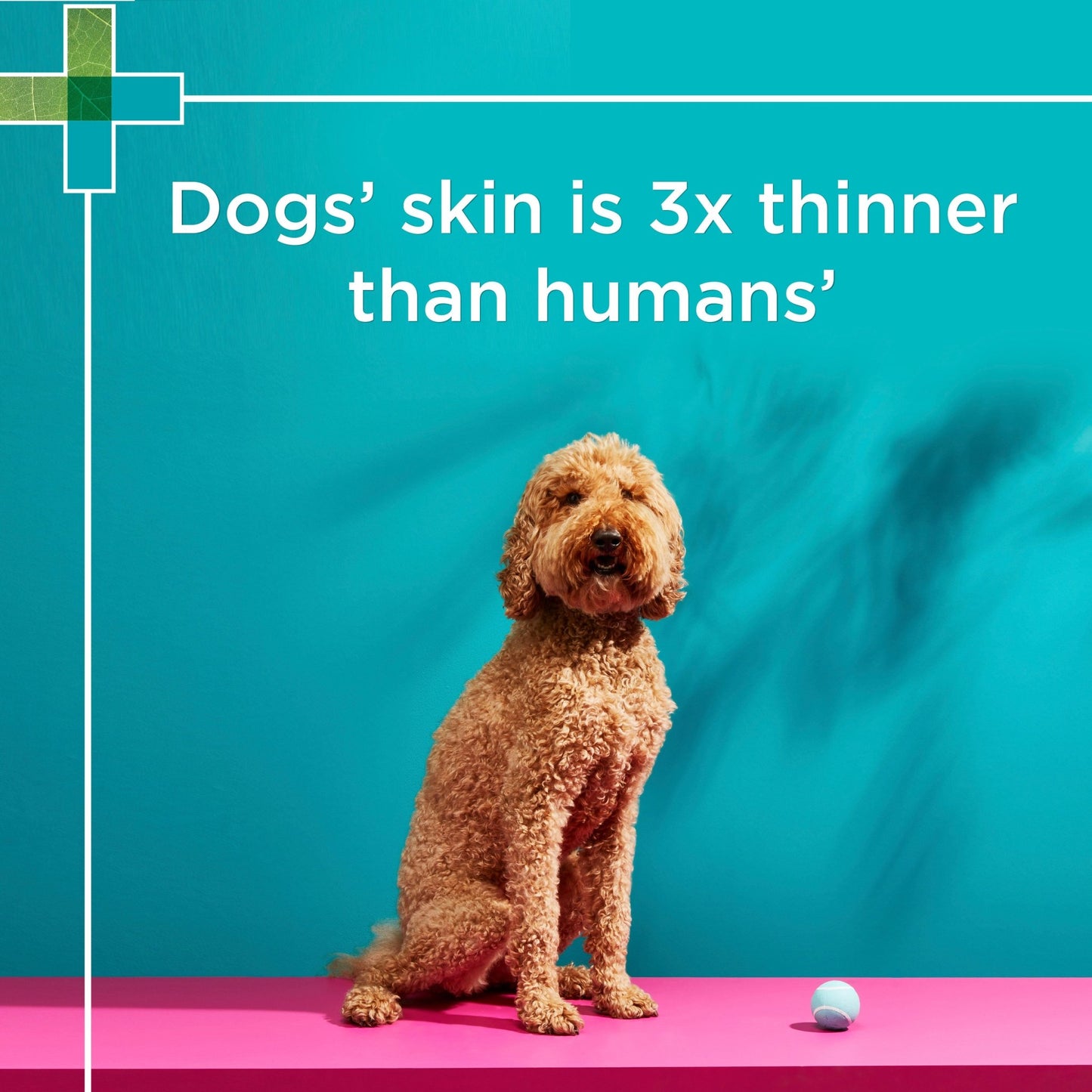PAW Coat, Skin & Nails Multivitamin Chews 300g - PetPost Australia