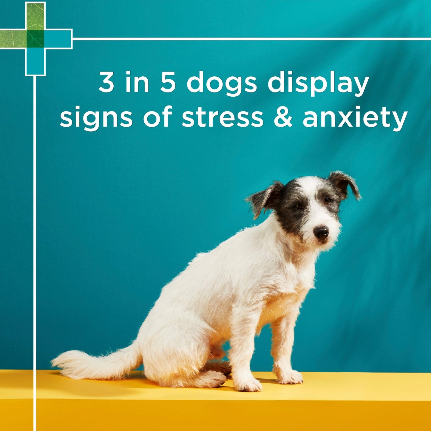 PAW Complete Calm Chews Small Dogs - PetPost Australia