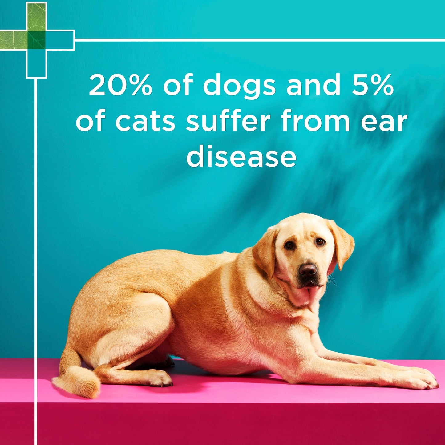 PAW Gentle Ear Cleaner - PetPost Australia