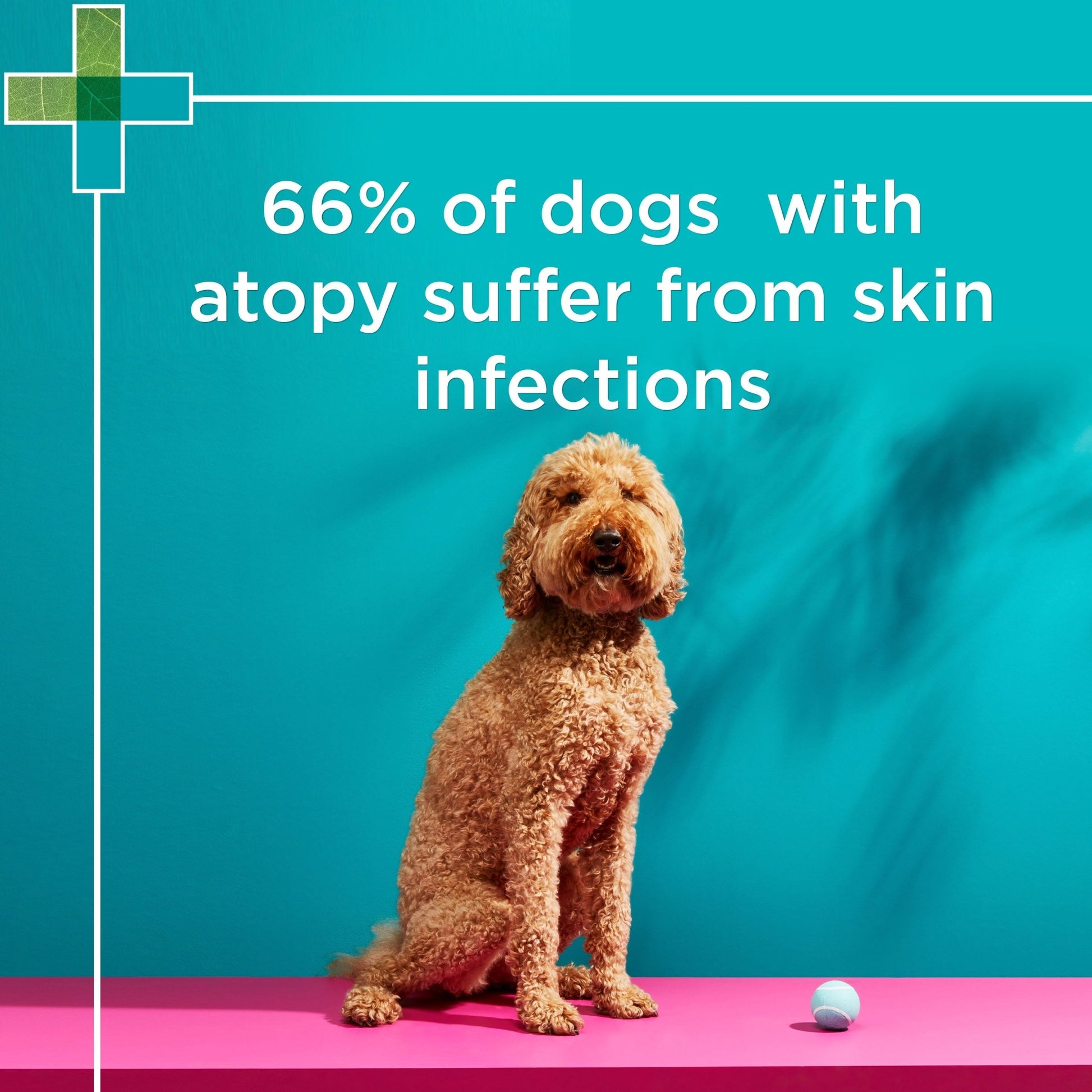 PAW Mediderm Shampoo - PetPost Australia