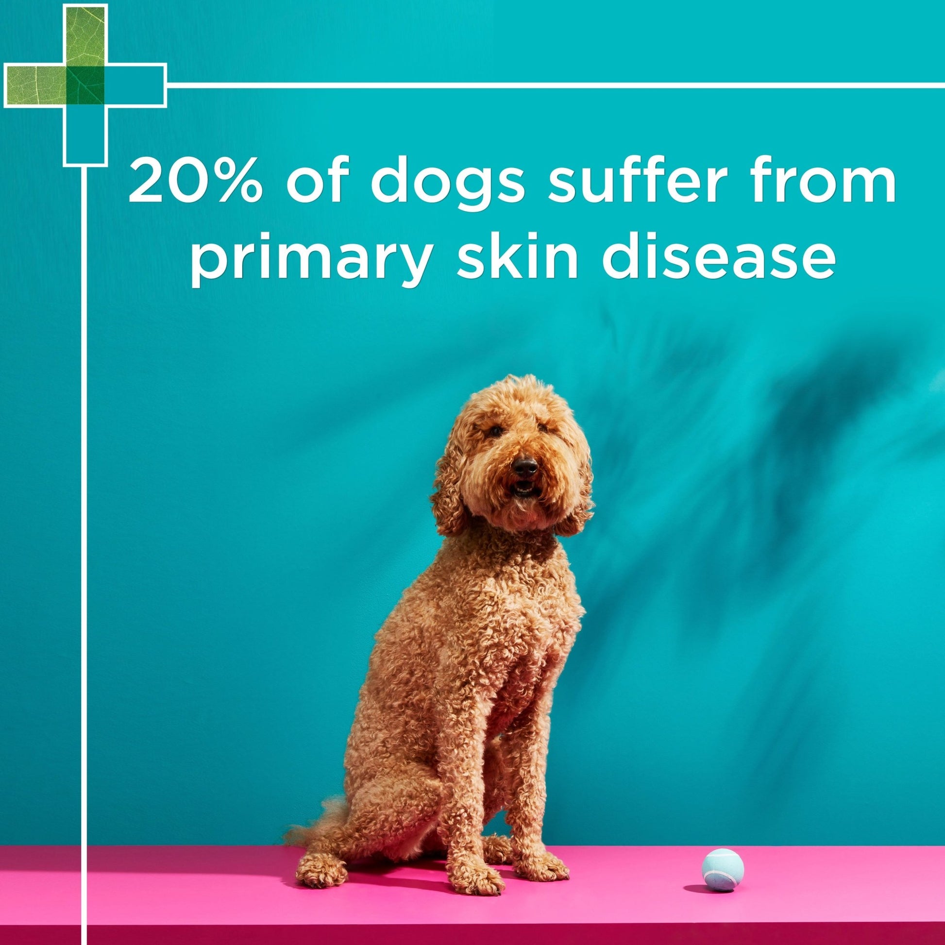 PAW NutriDerm Replenishing Conditioner - PetPost Australia