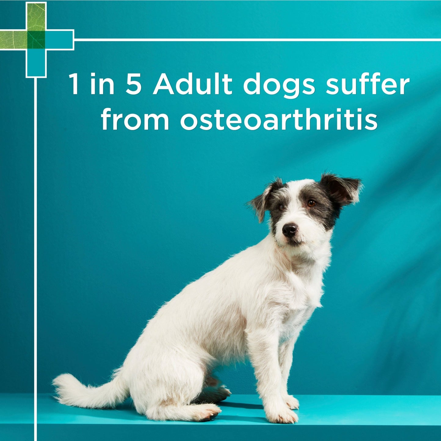 PAW Osteocare Chews Small Dogs - PetPost Australia