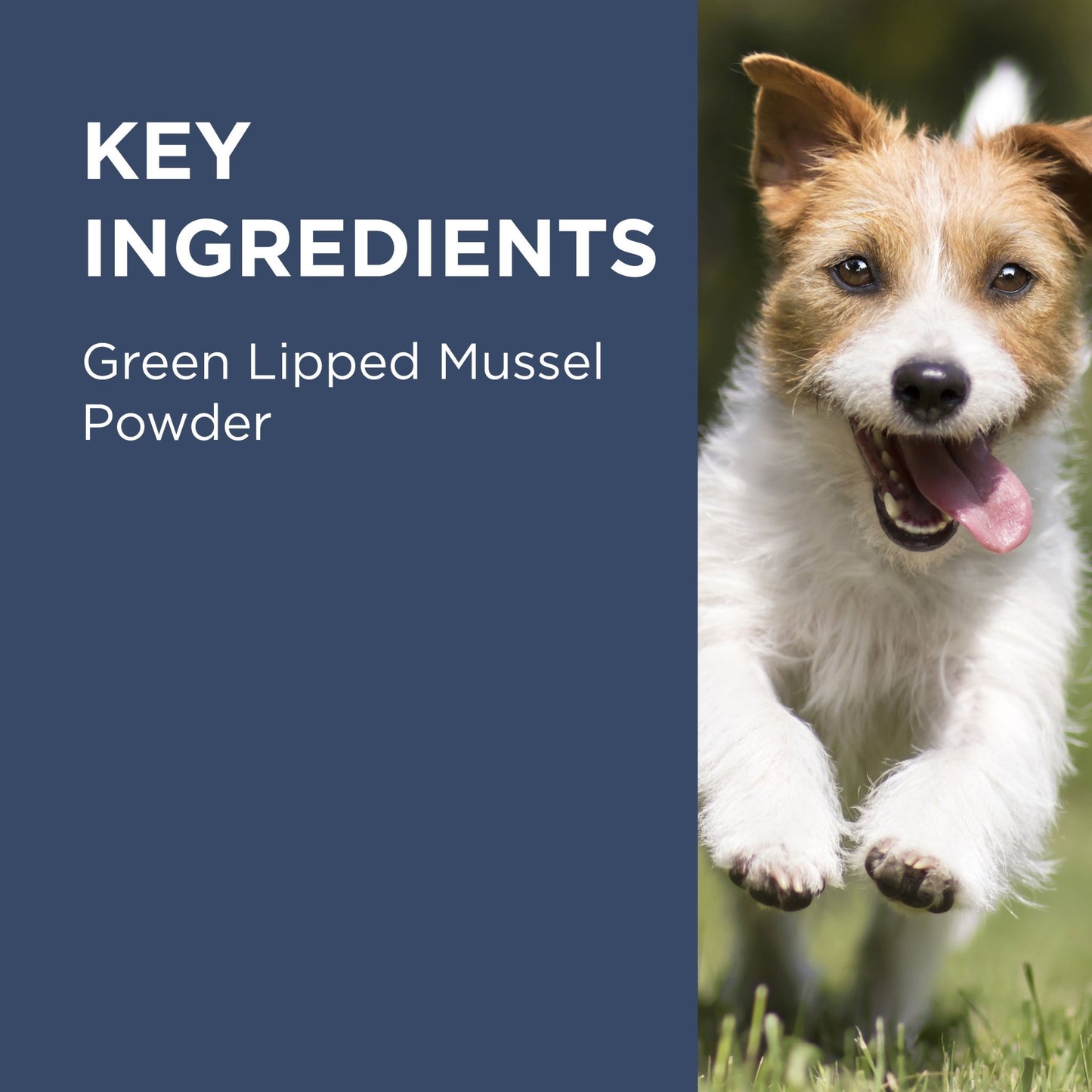 PAW Osteosupport Joint Care Capsules for Dogs - PetPost Australia