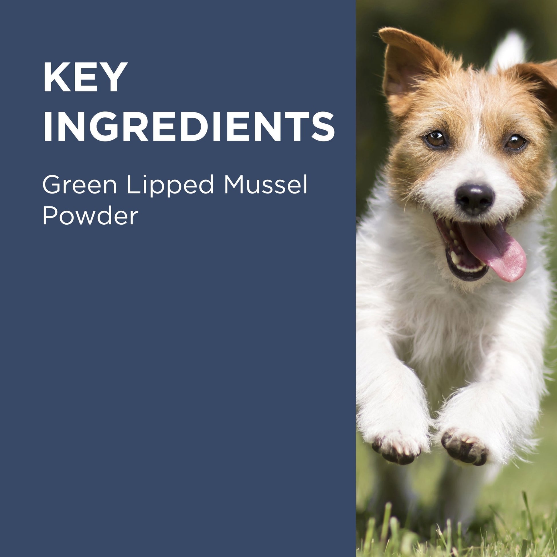 PAW Osteosupport Joint Care Capsules for Dogs - PetPost Australia