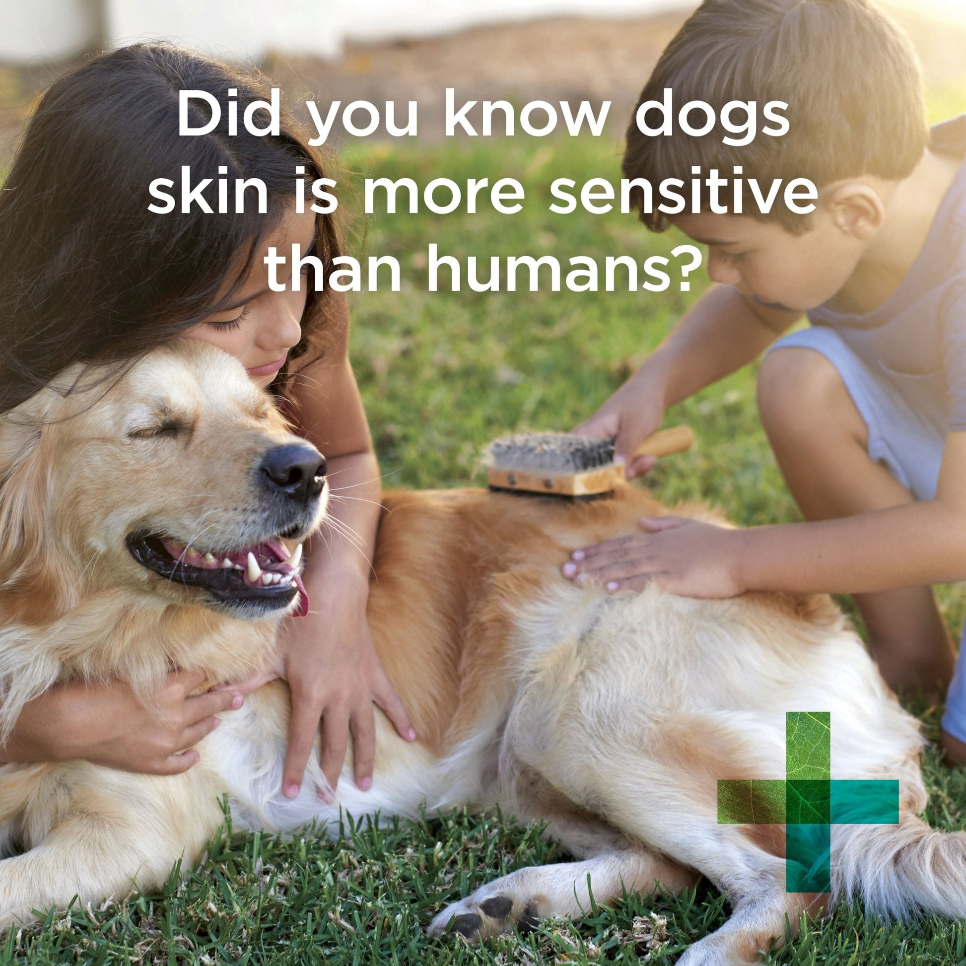 PAW Sensitive Skin Shampoo - PetPost Australia