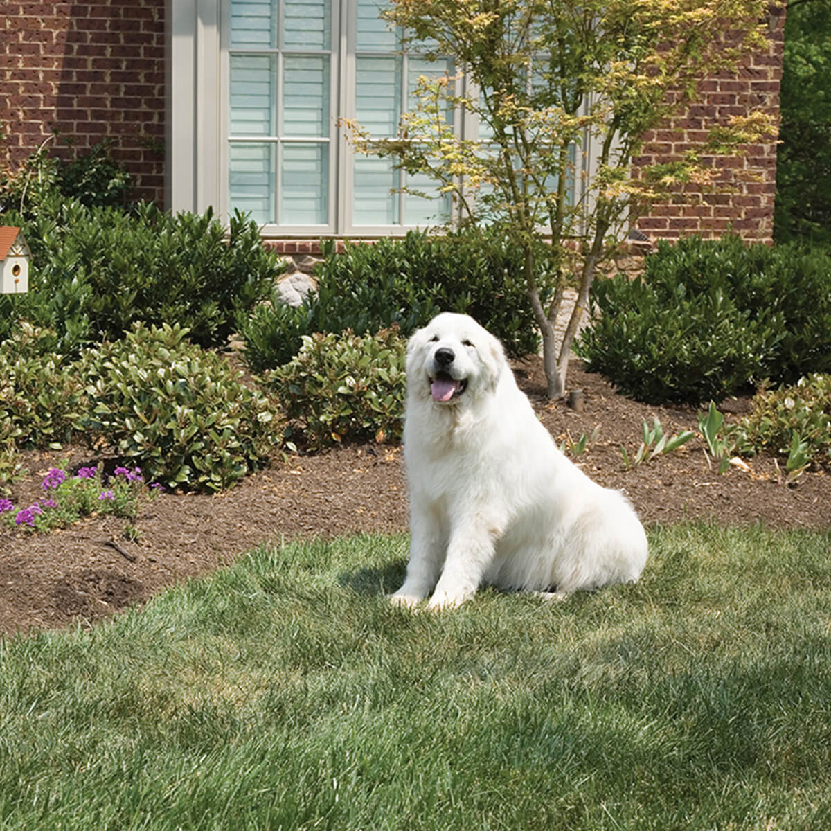 PetSafe Outdoor Bark Control - PetPost Australia