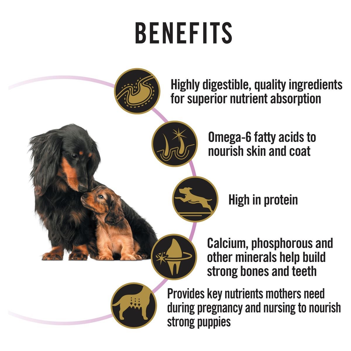 Pro Plan All Size Performance Starter Chicken Formula - PetPost Australia