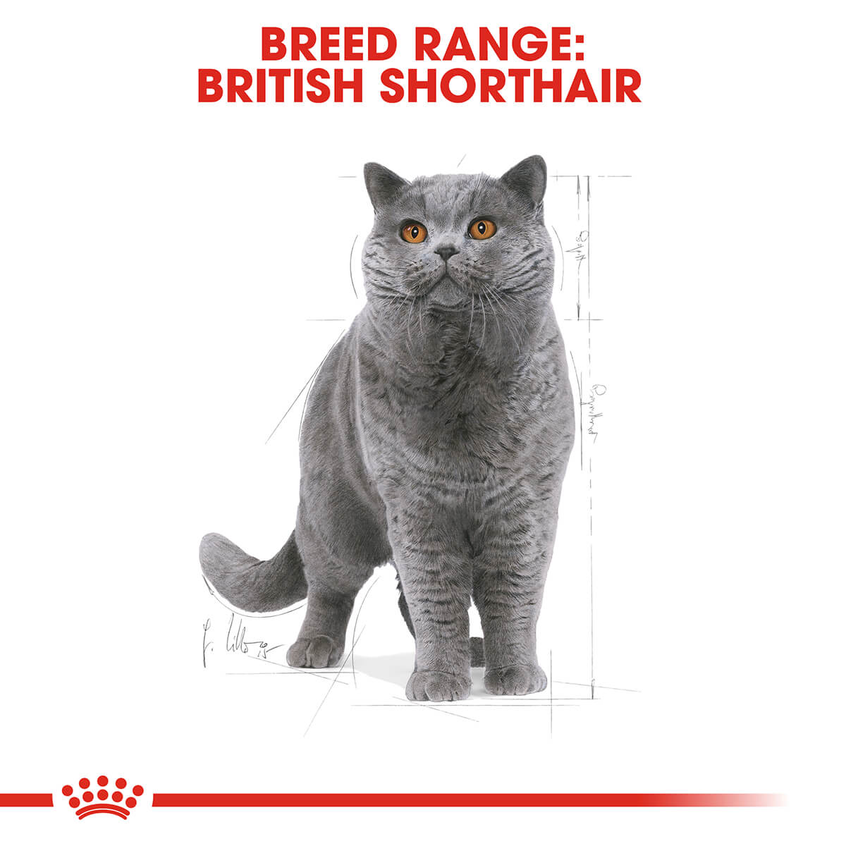 Royal Canin British Shorthair Adult Dry Cat Food - PetPost Australia