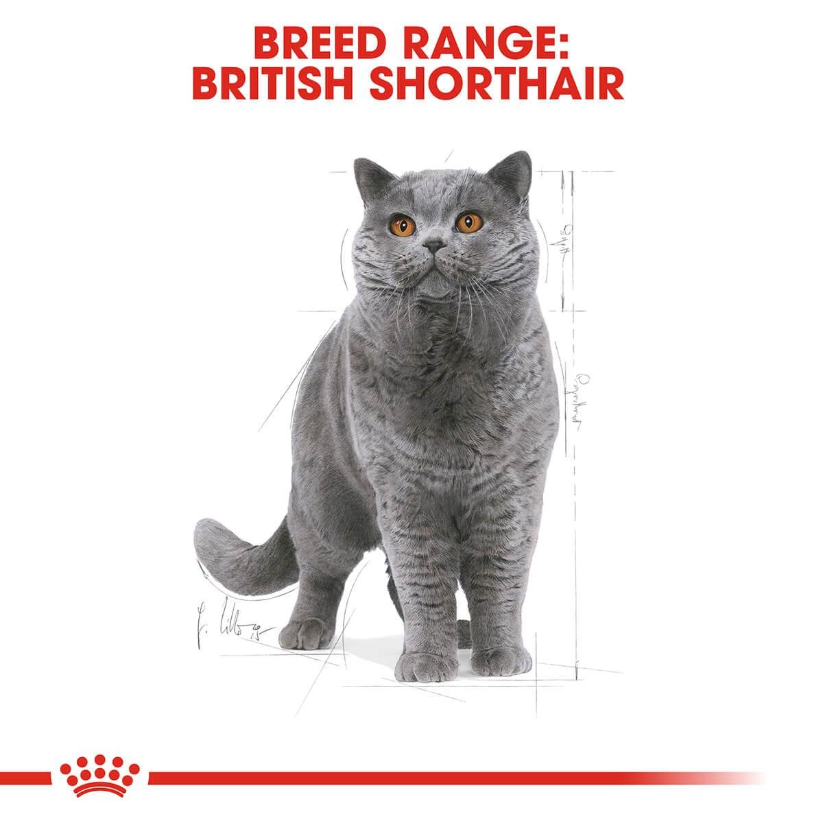 Royal Canin British Shorthair Adult Dry Cat Food - PetPost Australia
