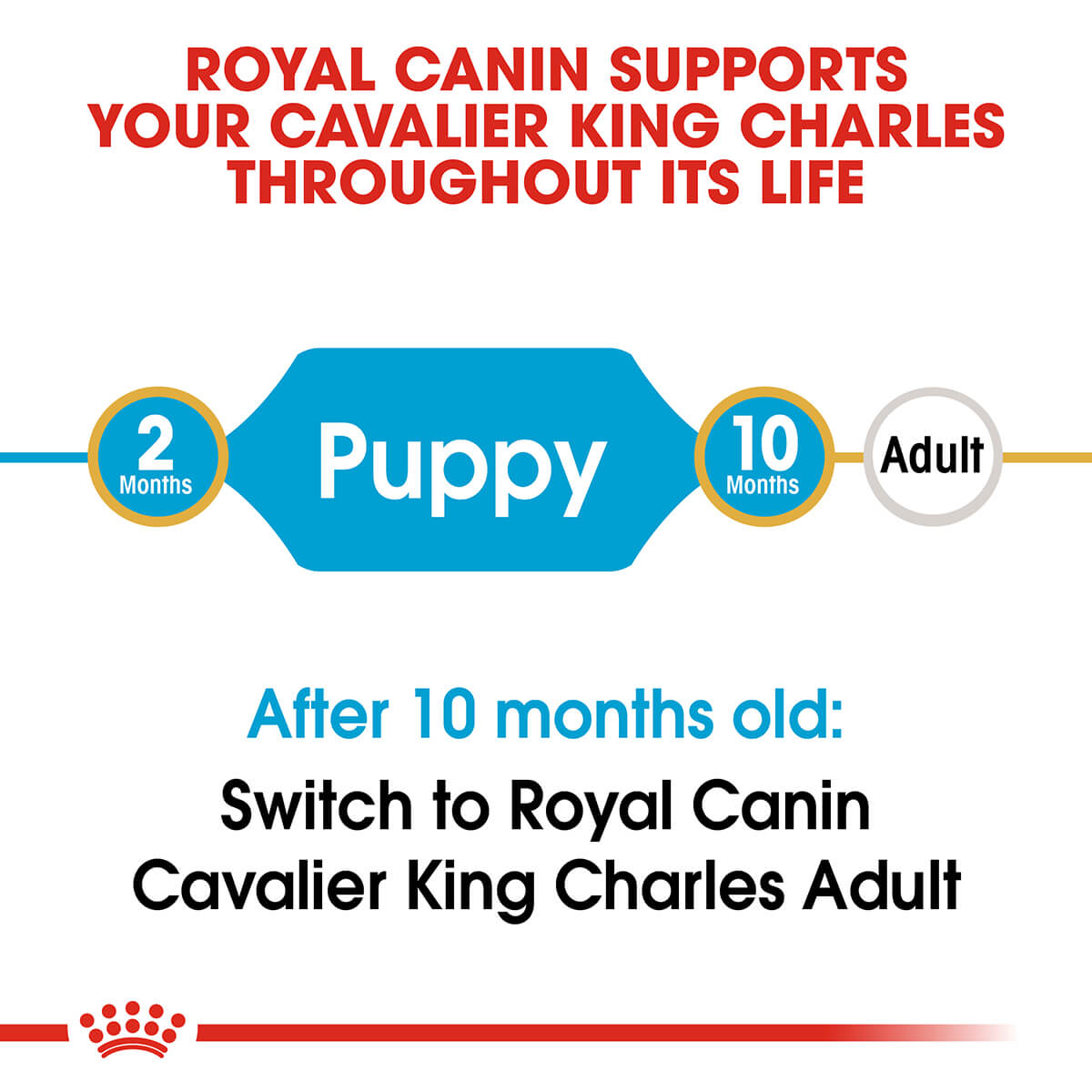 Royal Canin Cavalier King Charles Puppy Dry Dog Food - PetPost Australia