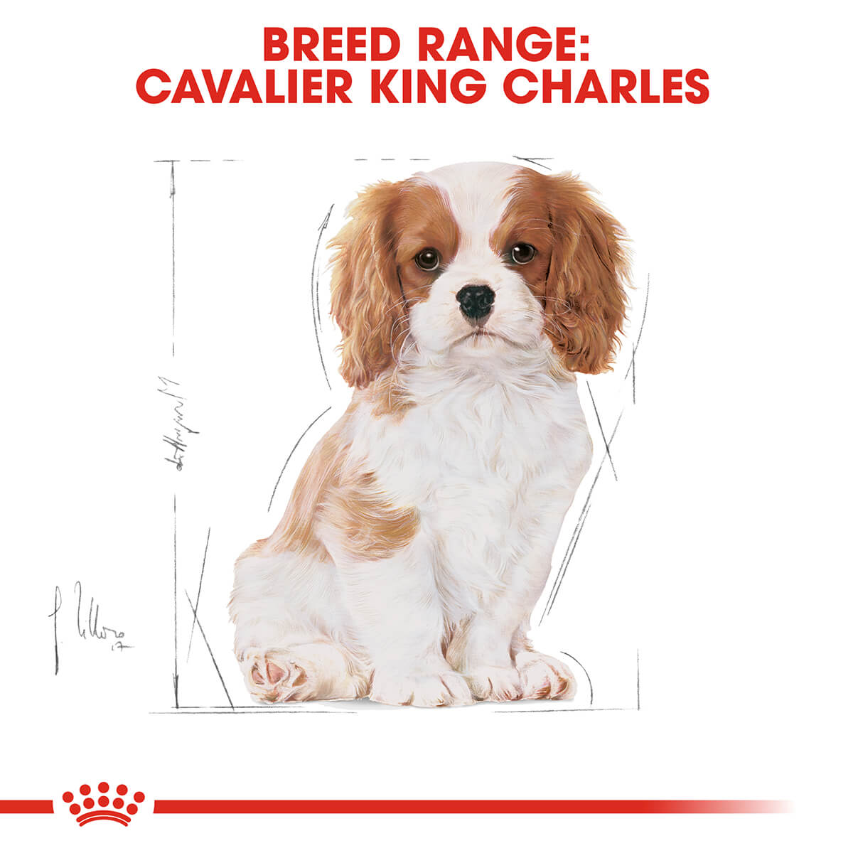 Royal Canin Cavalier King Charles Puppy Dry Dog Food - PetPost Australia