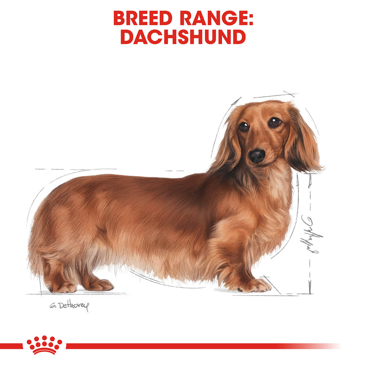 Royal Canin Dachshund Adult Wet Dog Food - PetPost Australia