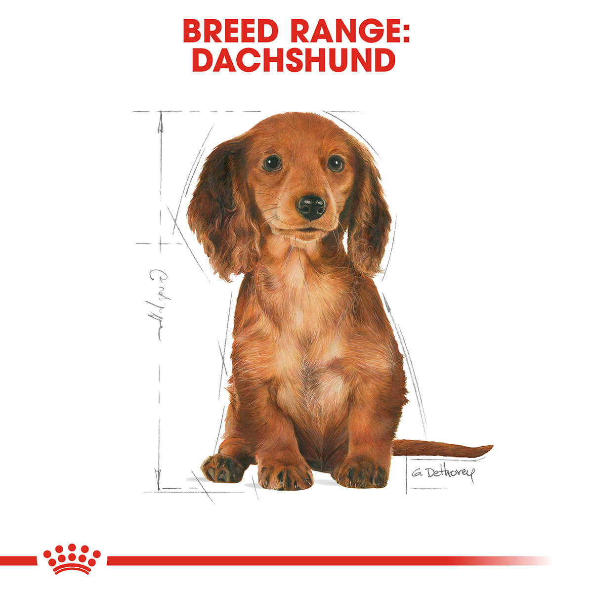 Royal Canin Dachshund Puppy Dry Dog Food - PetPost Australia