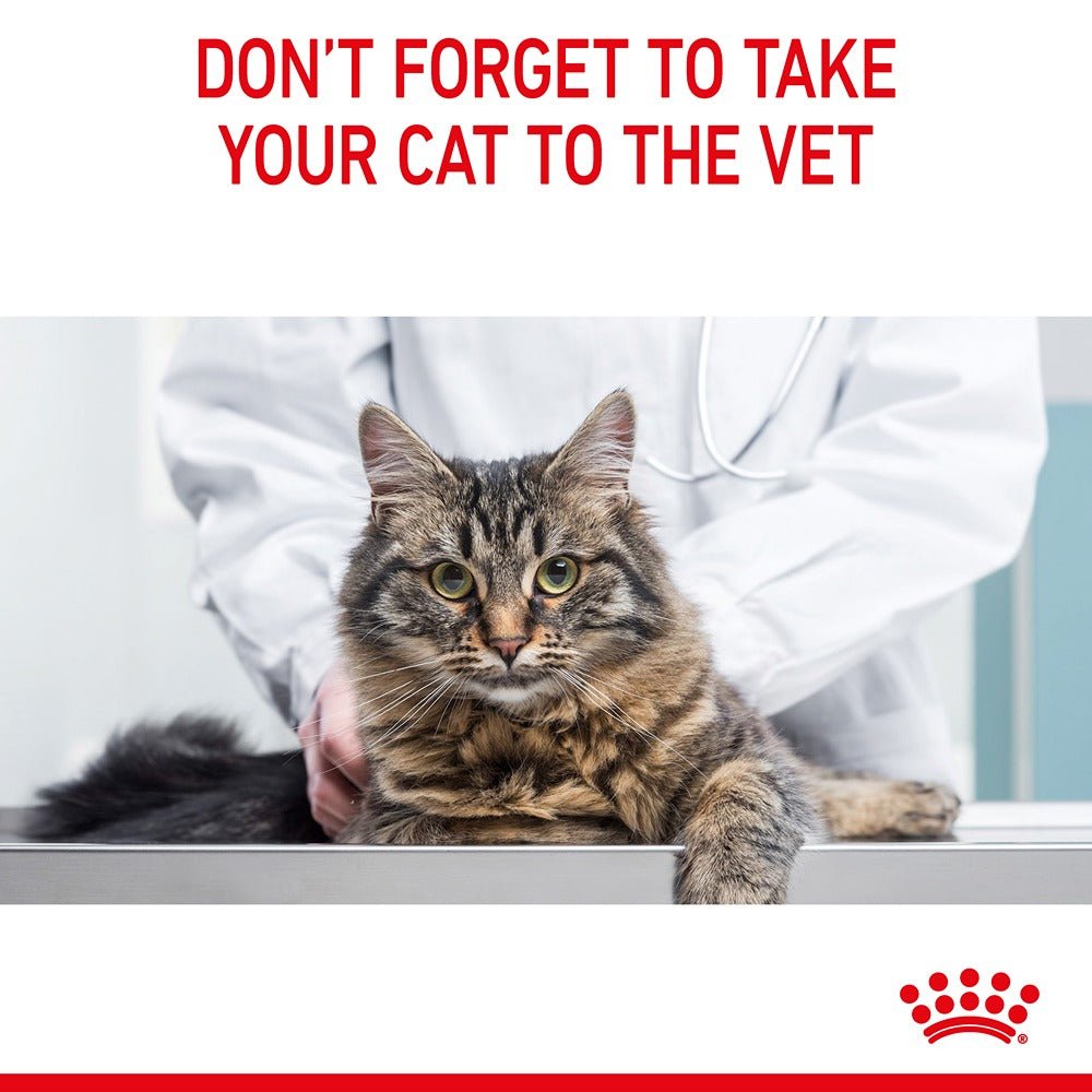 Royal Canin Dental Care Adult Dry Cat Food - PetPost Australia
