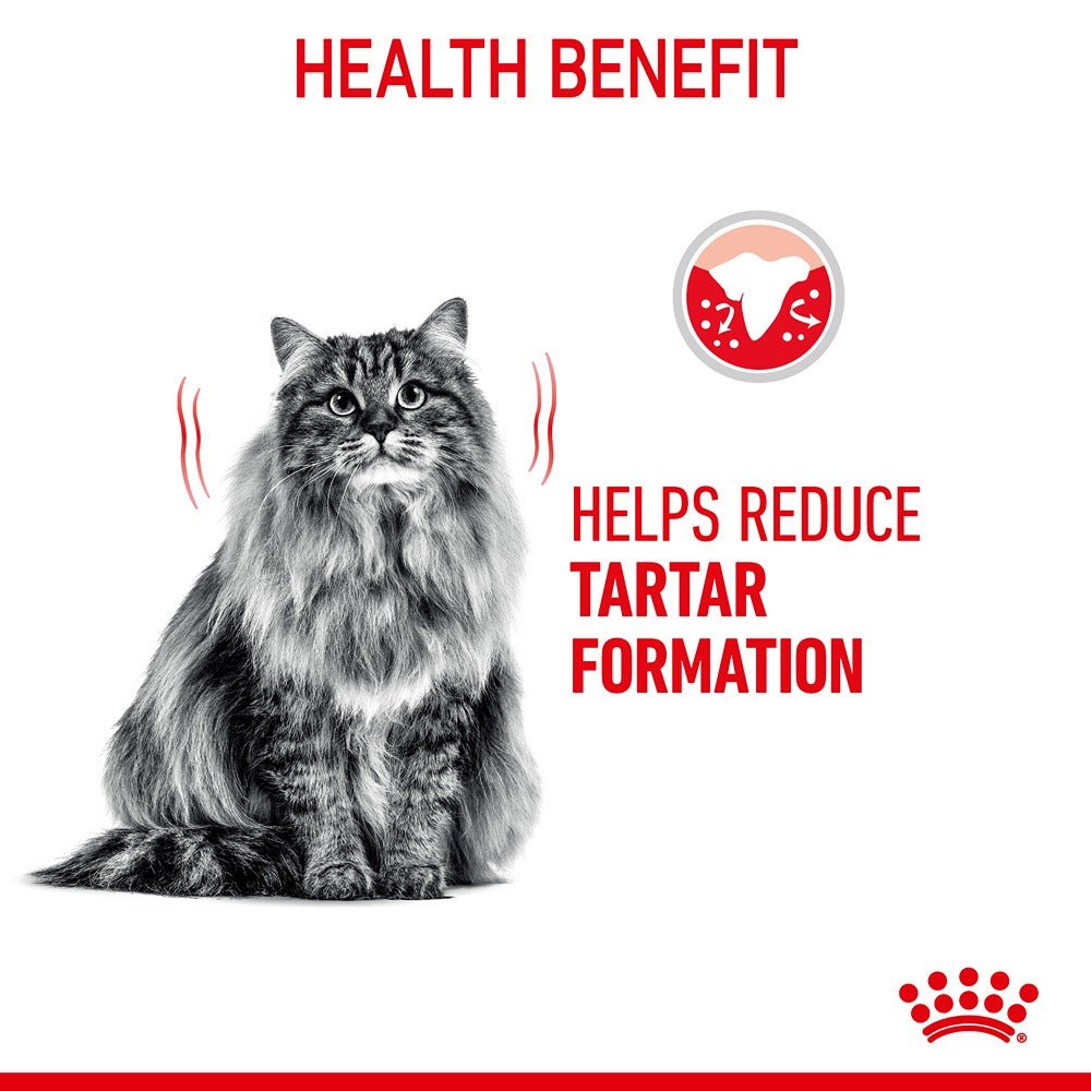 Royal Canin Dental Care Adult Dry Cat Food - PetPost Australia