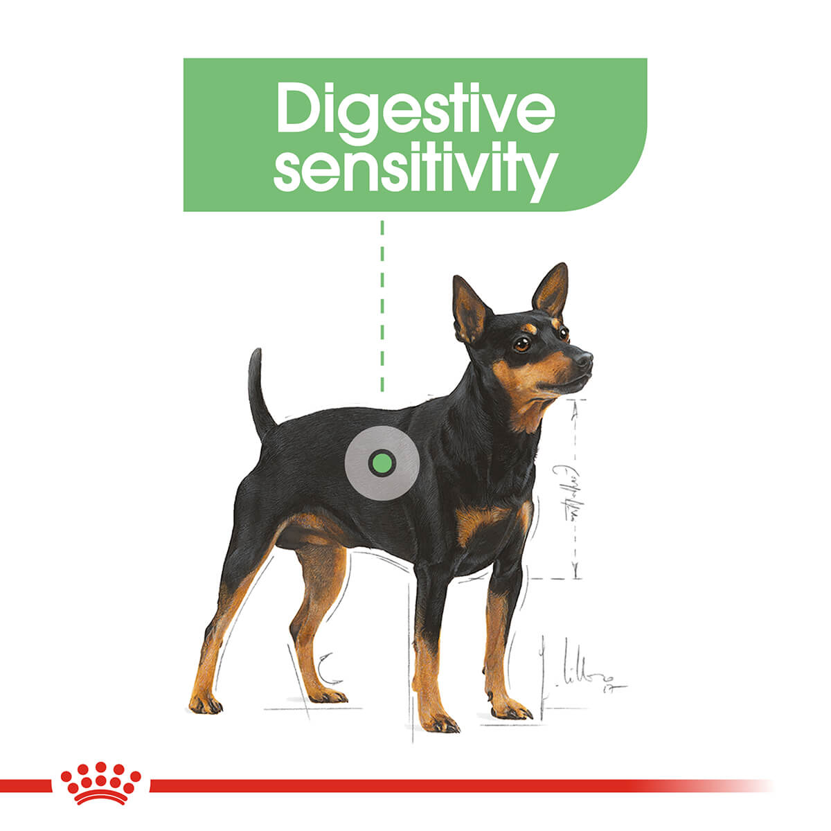 Royal Canin Digestive Care Loaf Adult Wet Dog Food - PetPost Australia