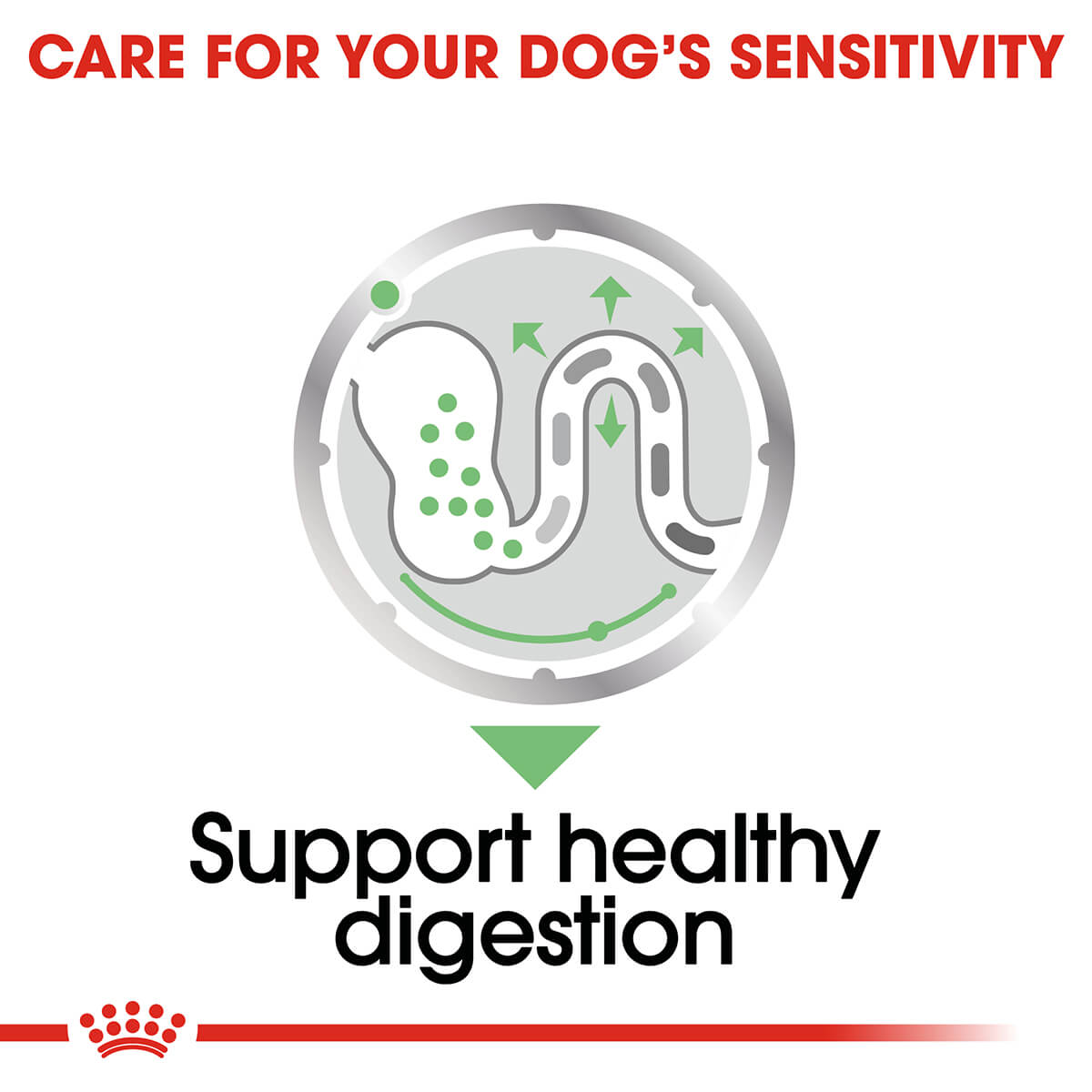 Royal Canin Digestive Care Loaf Adult Wet Dog Food - PetPost Australia