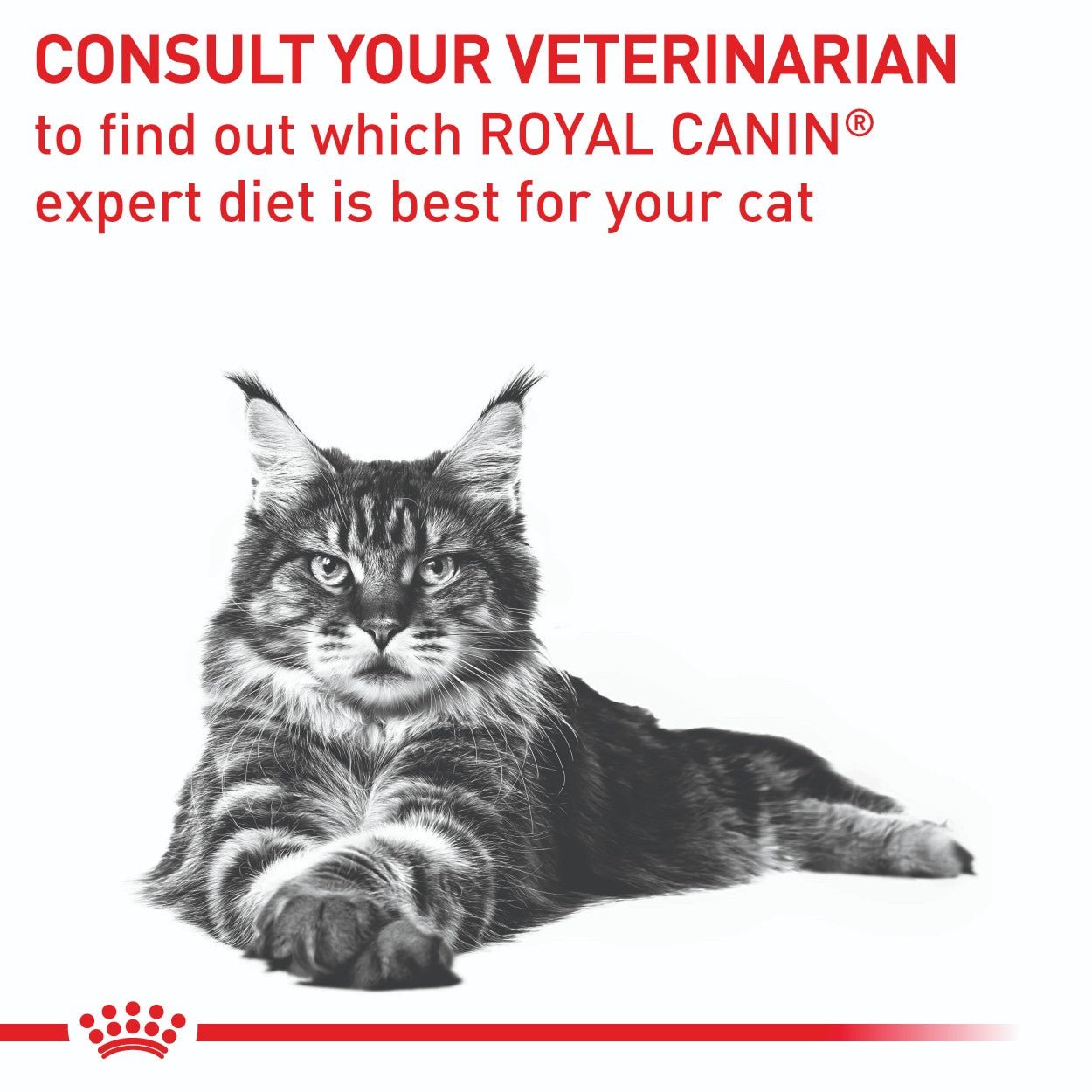 Royal Canin Expert Mature Consult Cat 85g - PetPost Australia