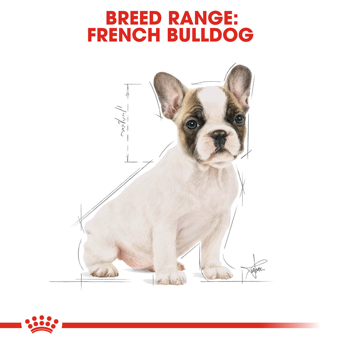 Royal Canin French Bulldog Puppy Dry Dog Food - PetPost Australia