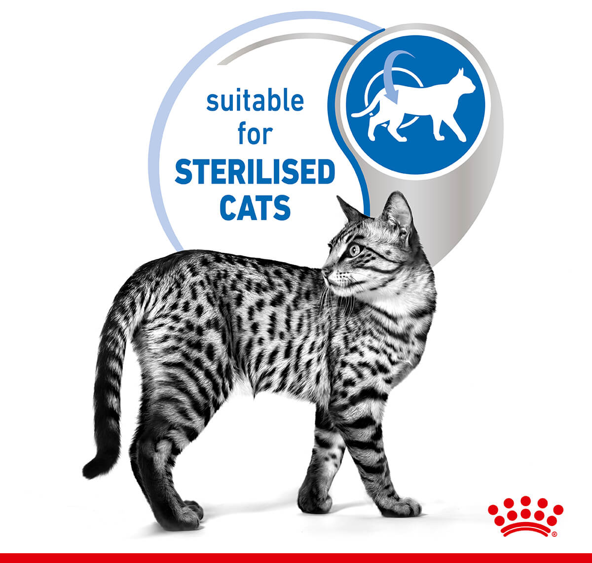 Royal Canin Indoor Jelly Wet Cat Food - PetPost Australia