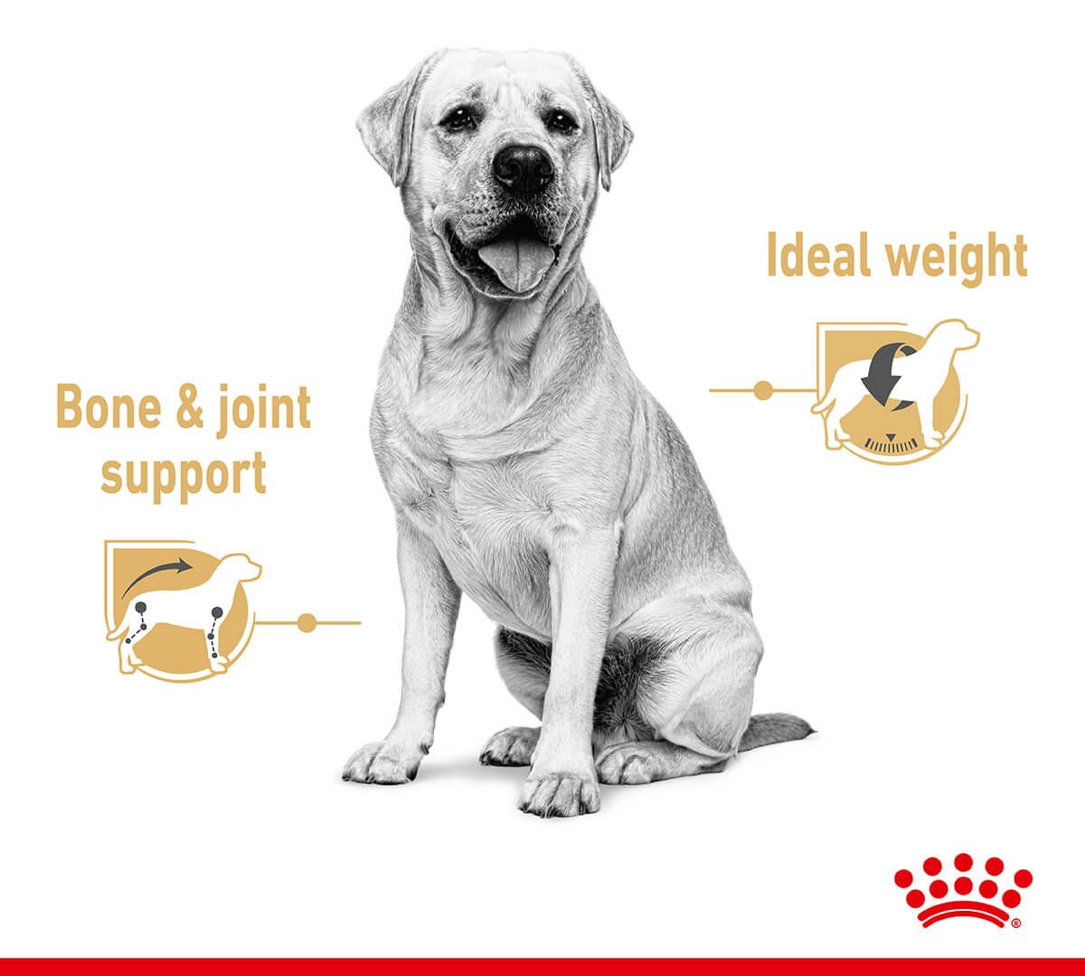 Royal Canin Labrador Retriever Loaf Wet Dog Food - PetPost Australia
