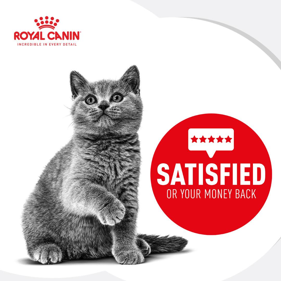 Royal Canin Maine Coon Kitten Dry Cat Food - PetPost Australia