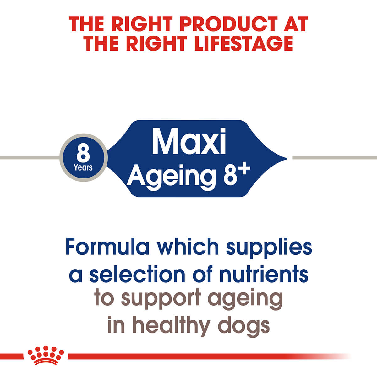 Royal Canin Maxi Ageing 8+ Senior Dry Dog Food - PetPost Australia