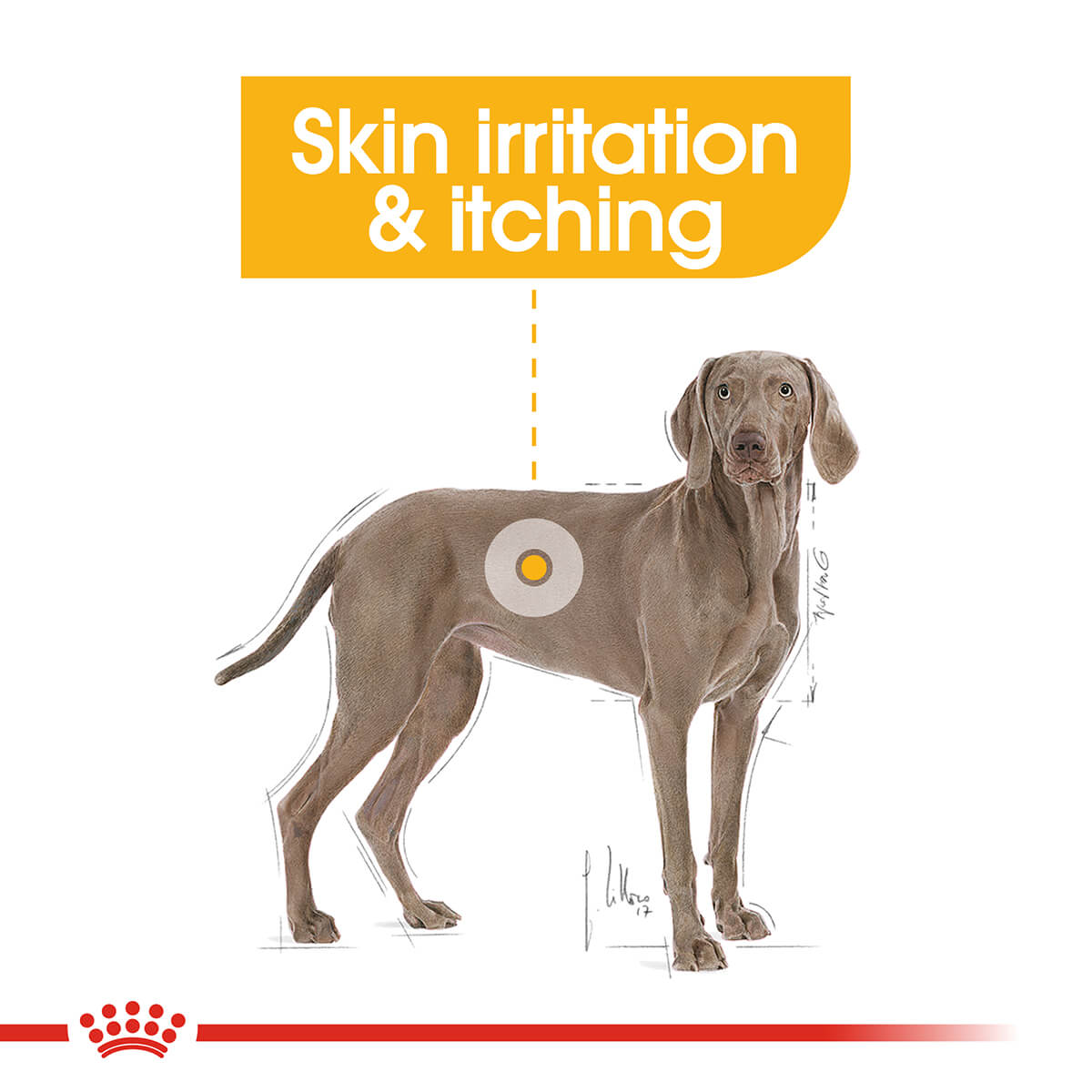 Royal Canin Maxi Dermacomfort Adult Dry Dog Food - PetPost Australia