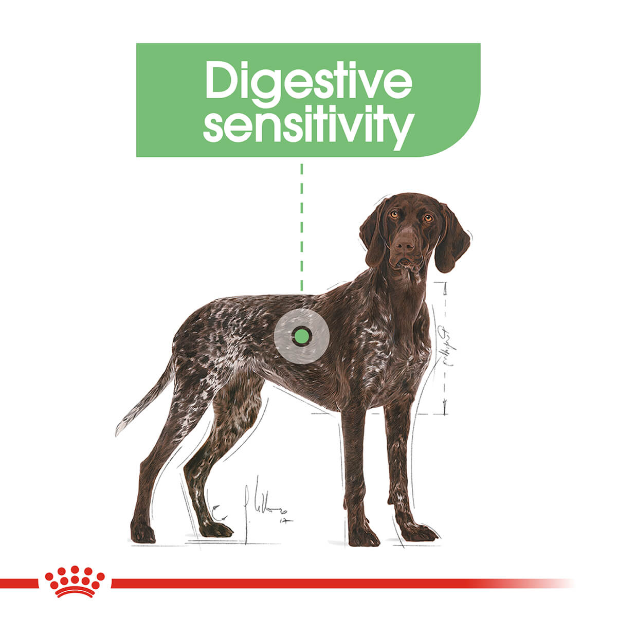 Royal Canin Maxi Digestive Care Adult Dry Dog Food - PetPost Australia