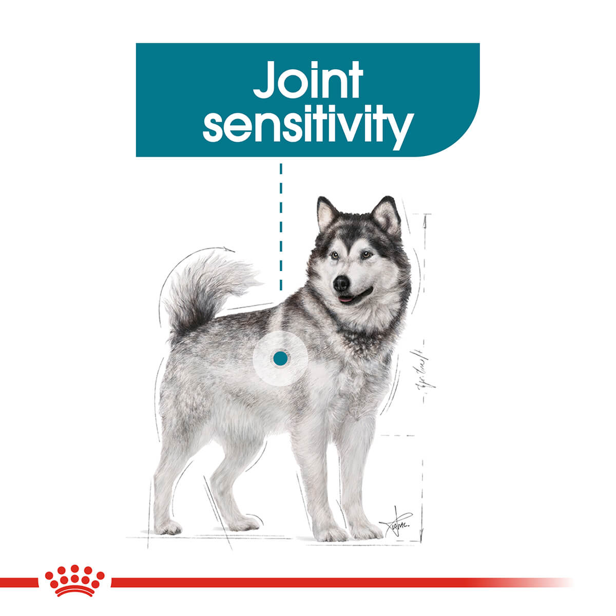 Royal Canin Maxi Joint Care Adult Dry Dog Food - PetPost Australia
