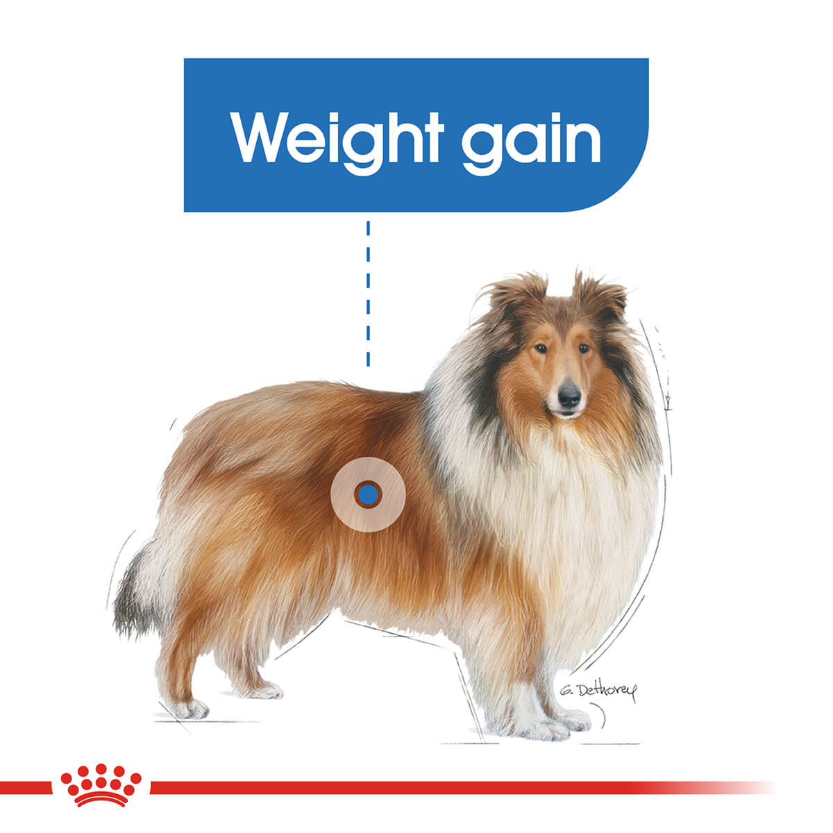 Royal Canin Maxi Light Weight Care Adult Dry Dog Food - PetPost Australia