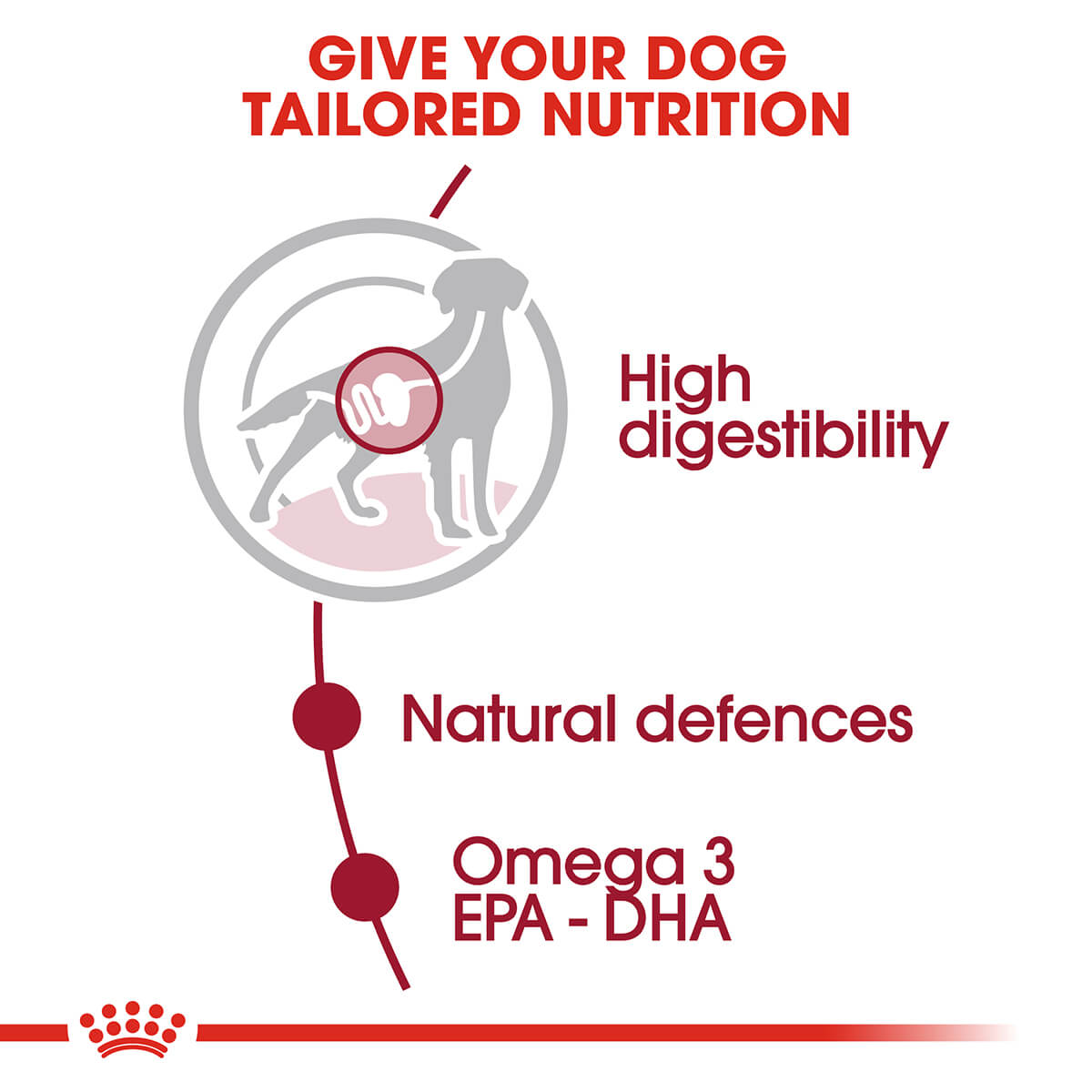 Royal Canin Medium Adult Wet Dog Food - PetPost Australia
