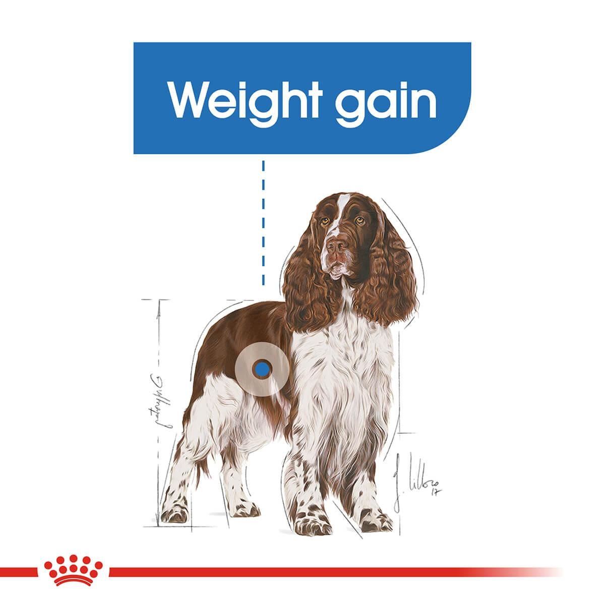 Royal Canin Medium Breed Light Adult Dry Dog Food - PetPost Australia