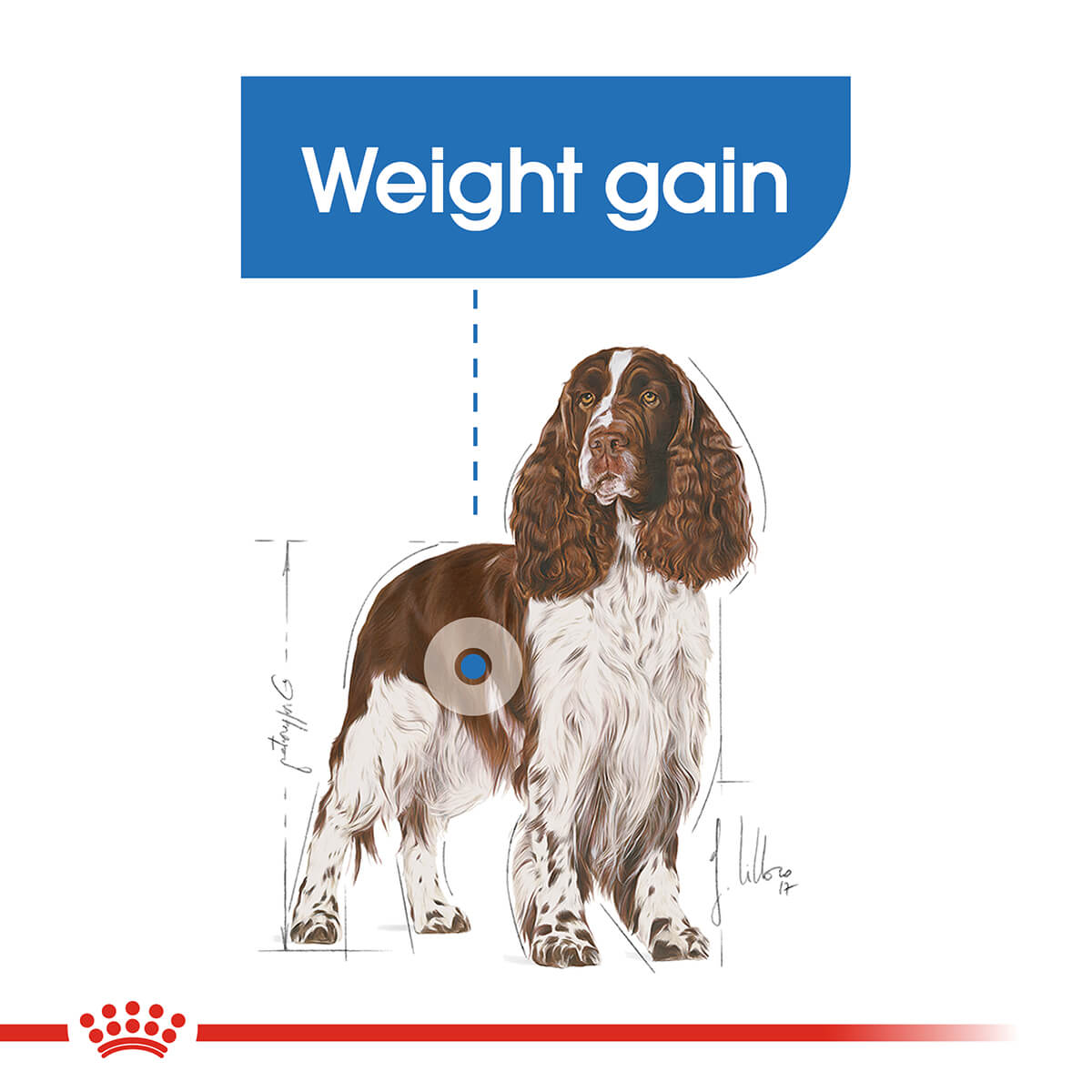 Royal Canin Medium Breed Light Adult Dry Dog Food - PetPost Australia