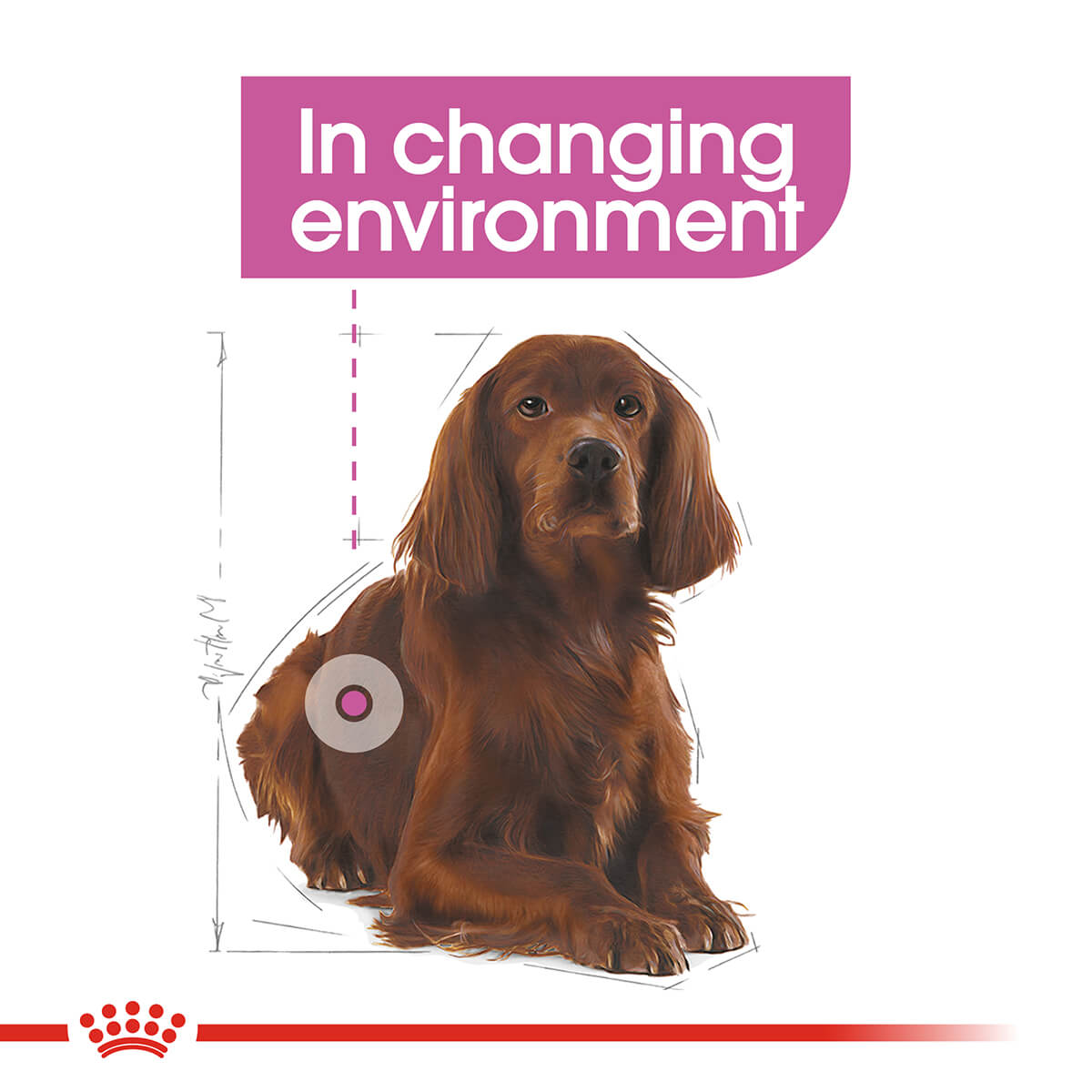 Royal Canin Medium Relax Care Adult Dry Dog Food - PetPost Australia