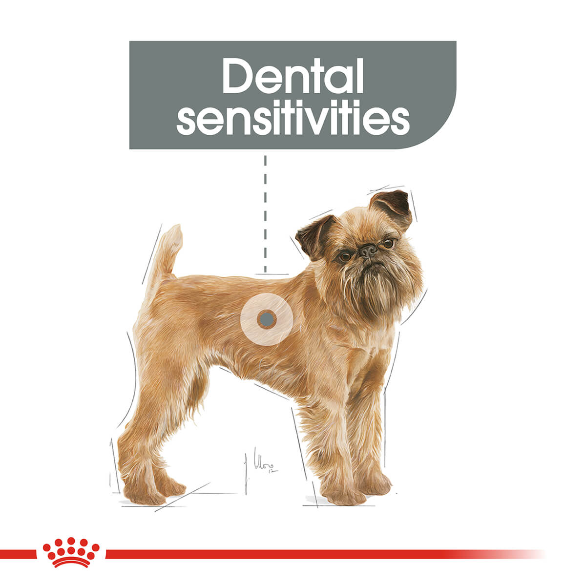 Royal Canin Mini Dental Care Adult Dry Dog Food - PetPost Australia