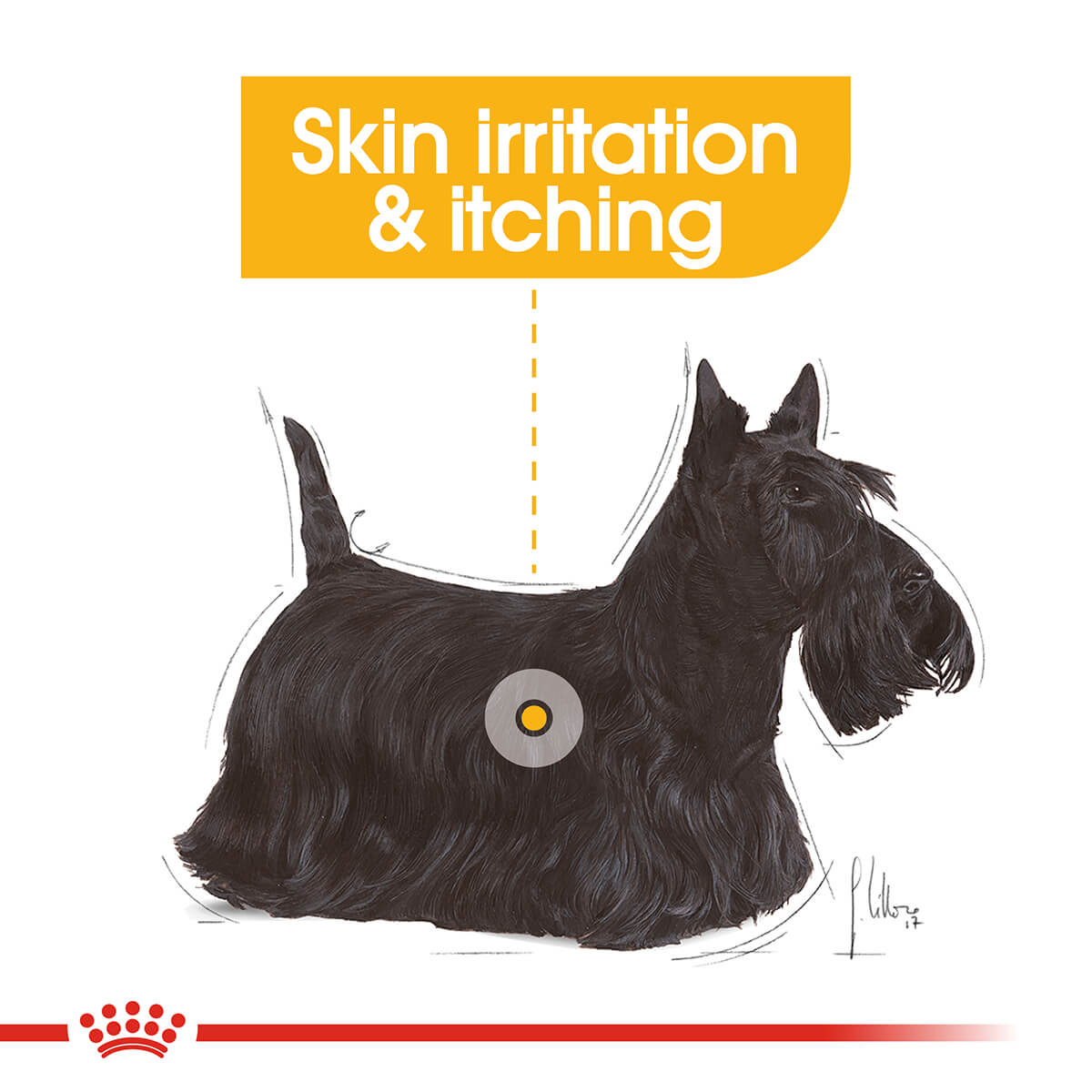 Royal Canin Mini Dermacomfort Adult Dry Dog Food - PetPost Australia