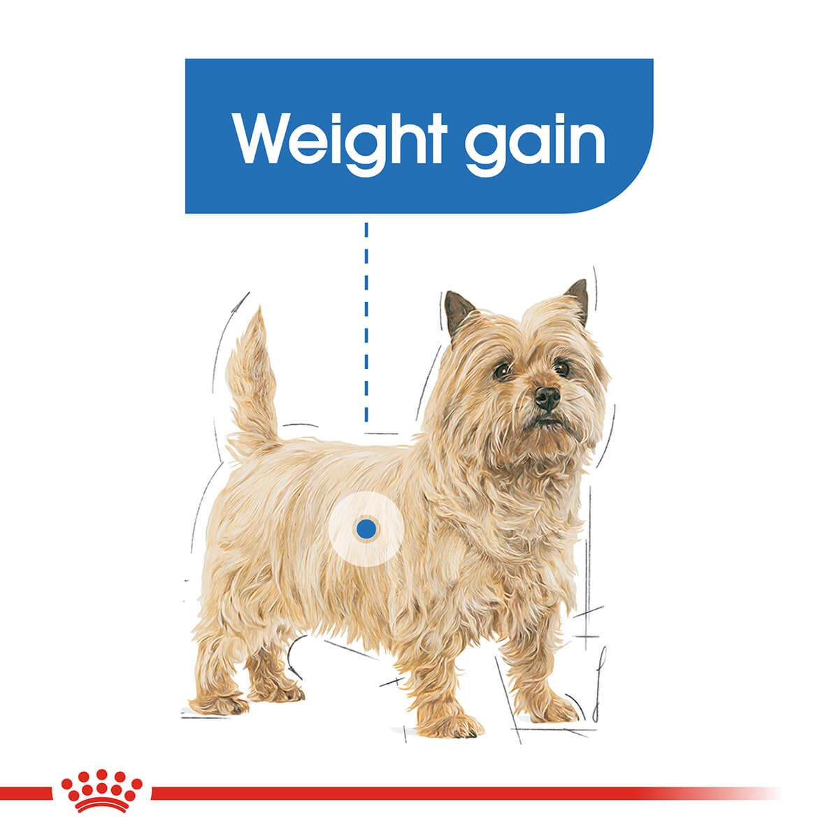 Royal Canin Mini Light Weight Care Adult Dry Dog Food - PetPost Australia