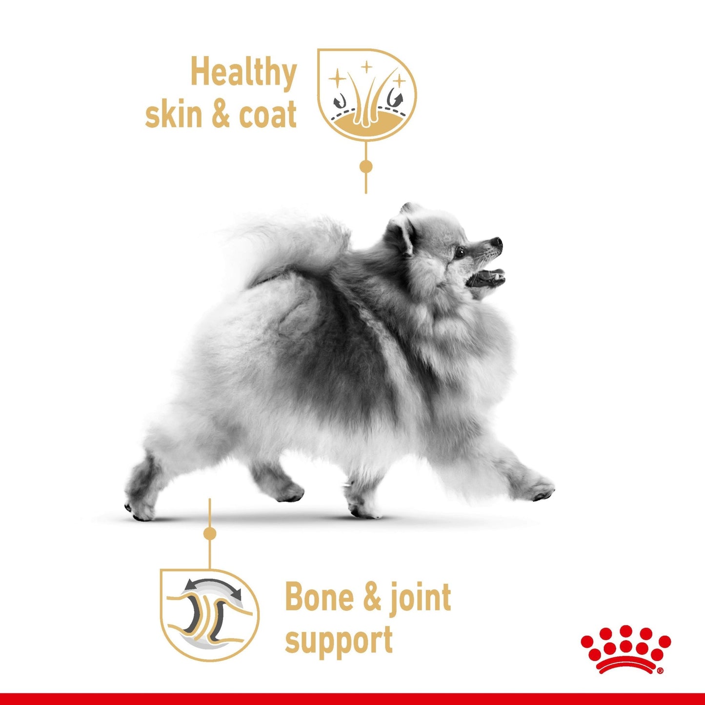 Royal Canin Pomeranian Wet Dog Food - PetPost Australia