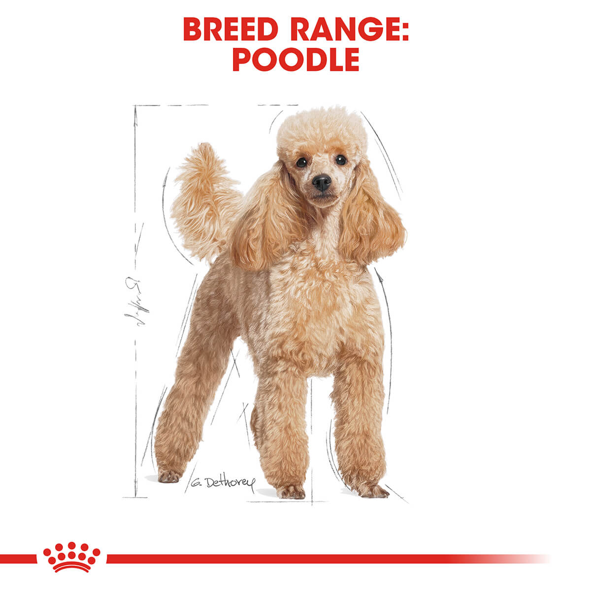 Royal Canin Poodle Adult Wet Dog Food - PetPost Australia