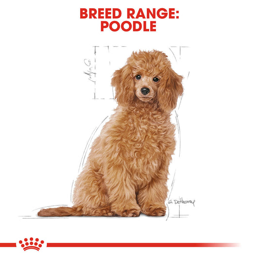 Royal Canin Poodle Puppy Dry Dog Food - PetPost Australia