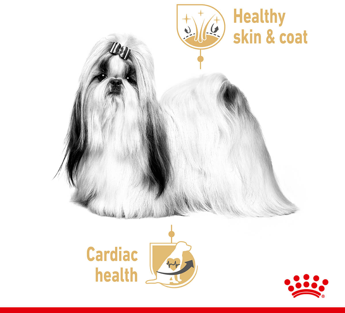 Royal Canin Shih Tzu Loaf Wet Dog Food - PetPost Australia