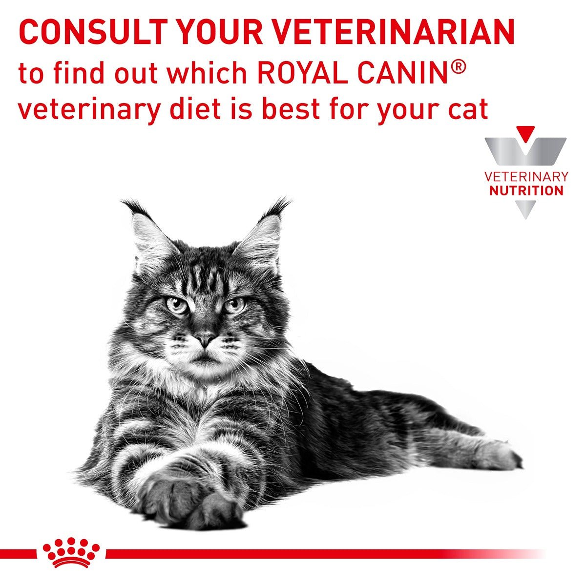 Royal Canin Veterinary Anallergenic Dry Cat Food - PetPost Australia