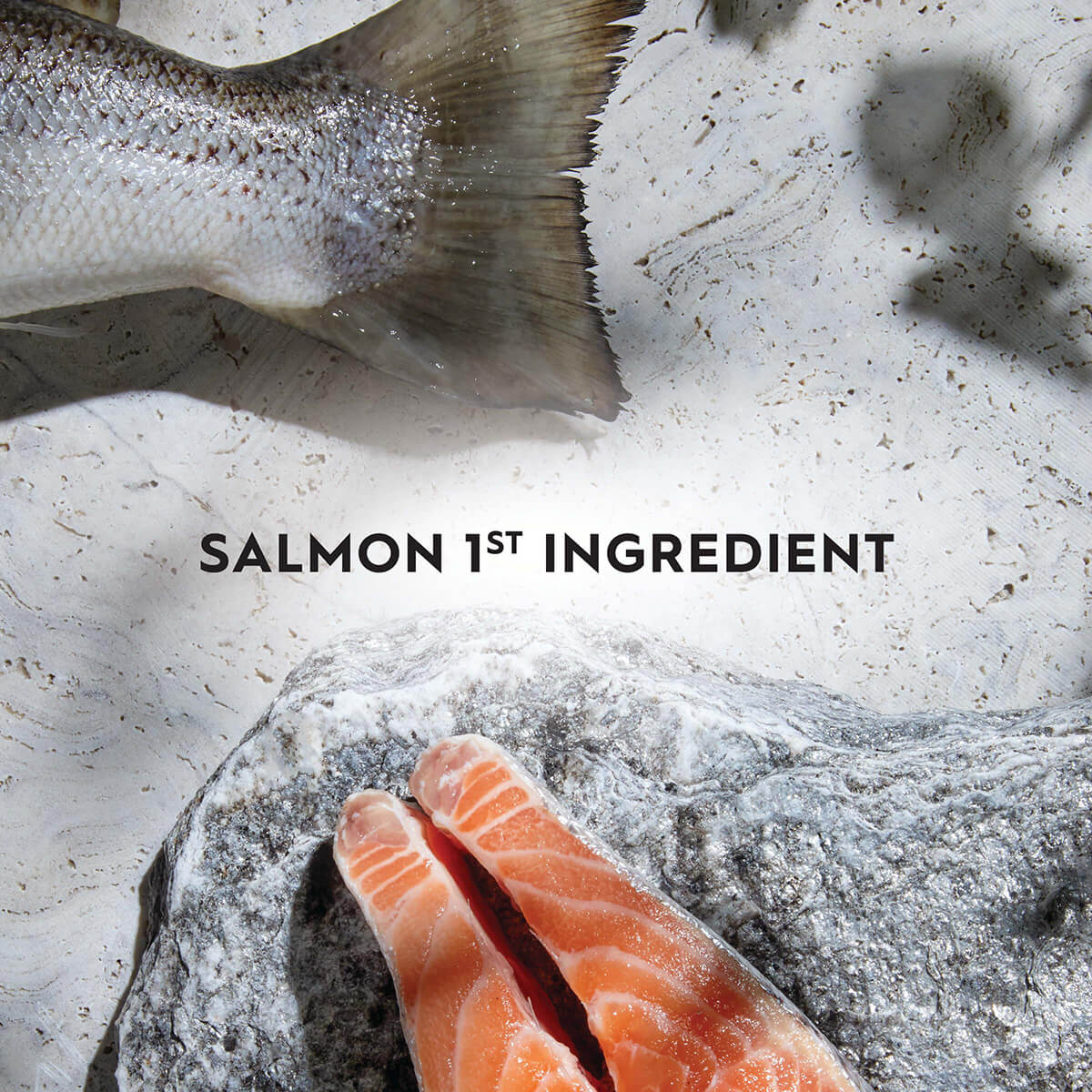 Trilogy Adult Salmon Dry Cat Food 1.8kg - PetPost Australia